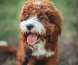 Cavapoo Puppies For Sale Windy City Pups